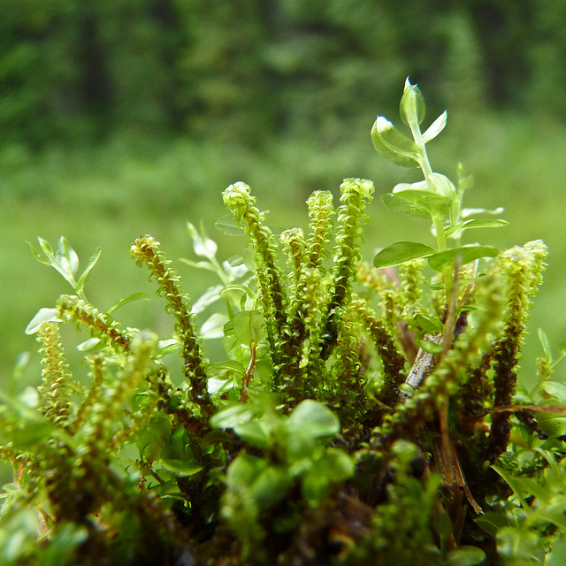 Greens on green