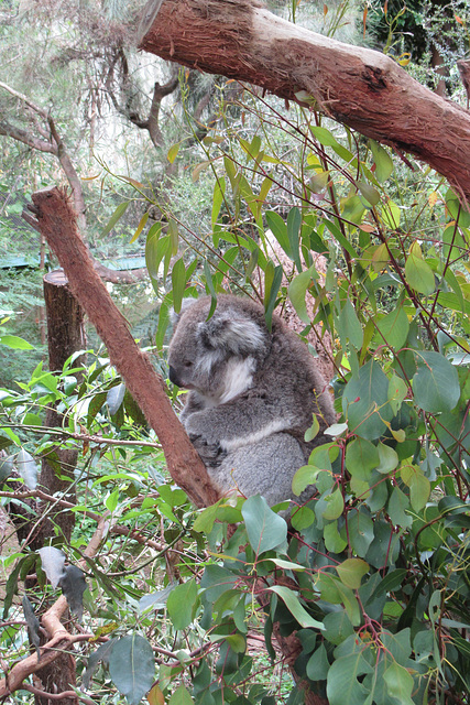 Melbourne, 13 Jan 2012