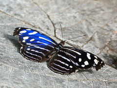 Blue Wave / Myscelia cyaniris