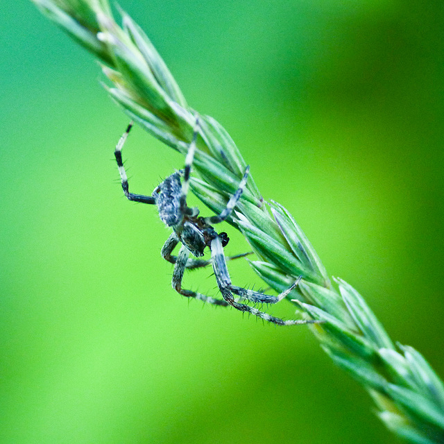 Little blue spider