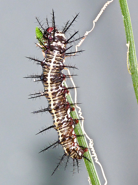 Julia Heliconian / Dryas iulia, fourth instar