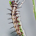 Julia Heliconian / Dryas iulia, fourth instar