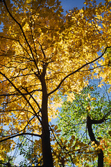 Autumn Kaleidoscope at Stony Point State Park, New York