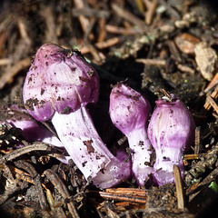 Teeny splash of purple