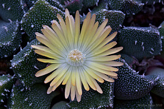 Aloinopsis setifera