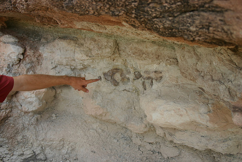 Dinosaur bones