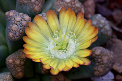 Titanopsis hugo-schlechteri v. alboviridis