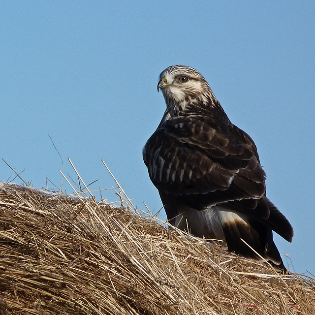 Rough-legged Hawk