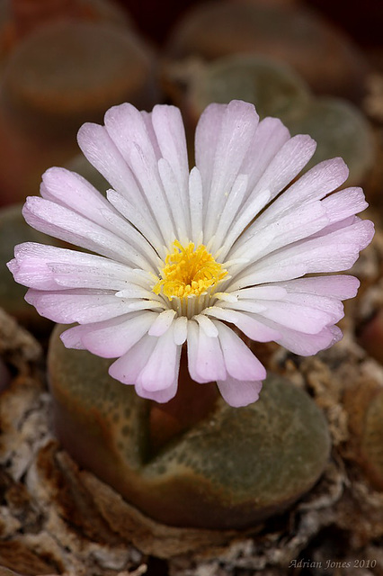 Ophthalophyllum praesectum.