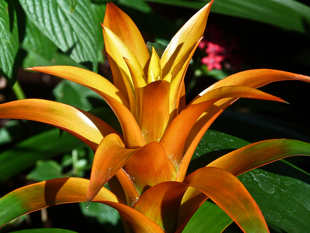 Bromeliad beauty