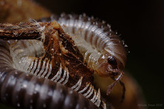 Millipede