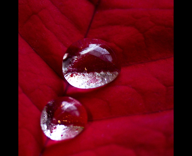 Droplets on red