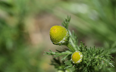 Pineapple weed (Matricaria discoidia)