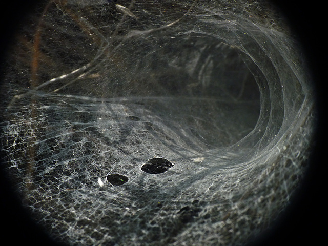 Spider's tunnel web