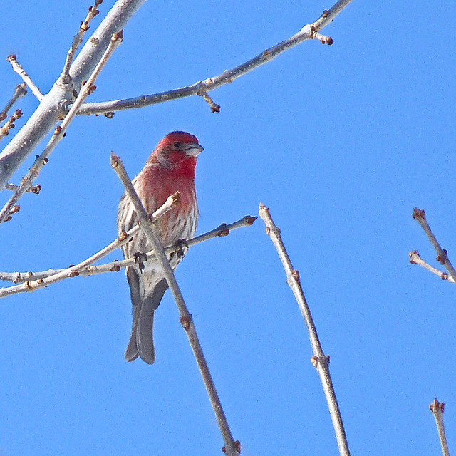 House Finch