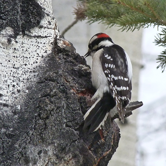 Downy Woodpecker