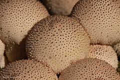 Common Puffballs (Lycoperdon perlatum)