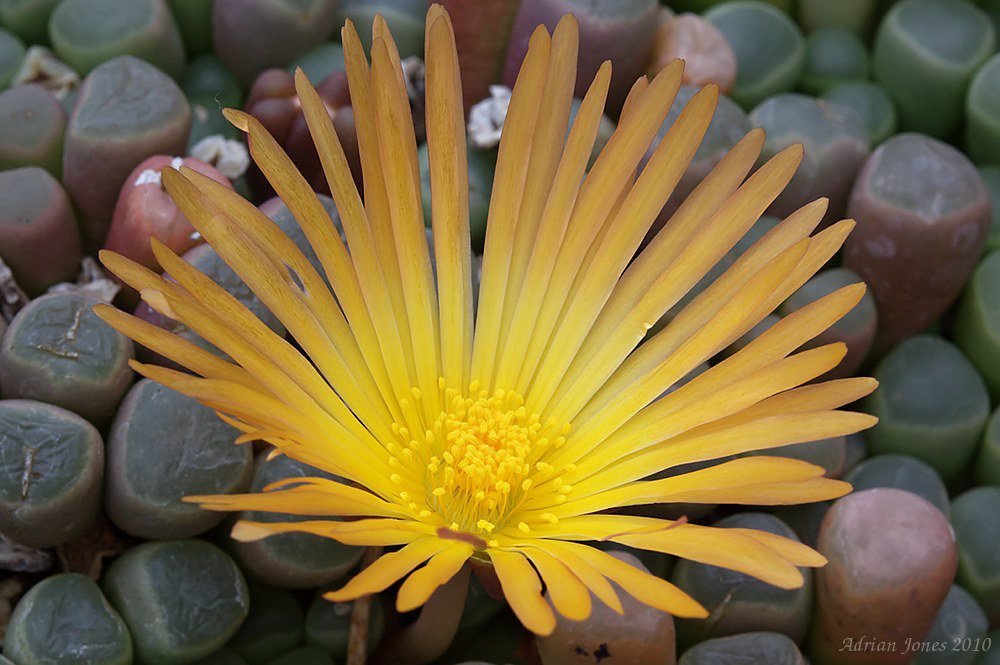 Fenestraria aurantica
