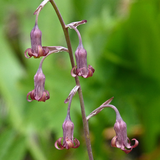 Bronzebells