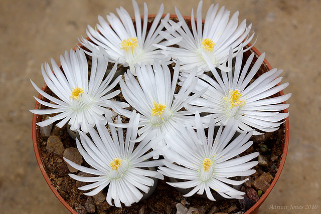 Lithops salicola