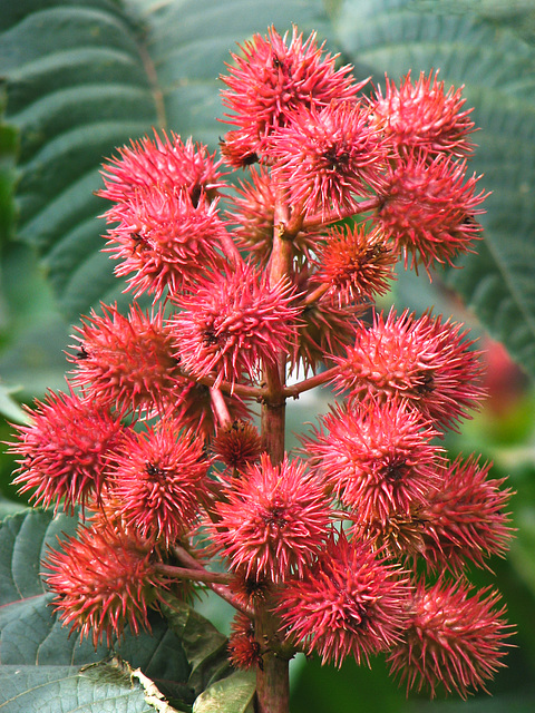 Castor Bean