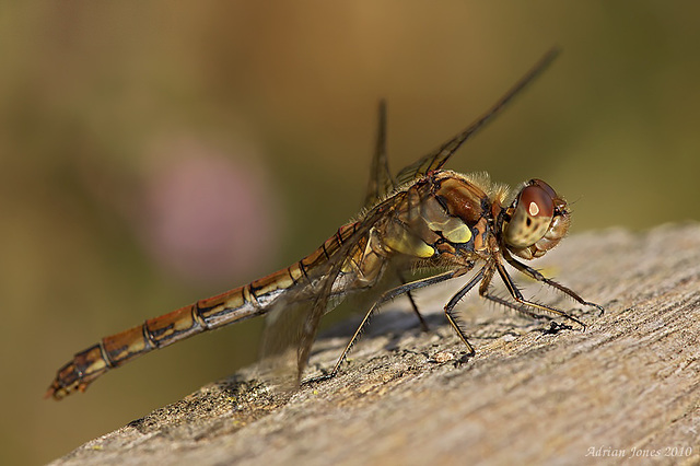 Common Darter