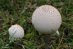 Common Puffballs (Lycoperdon perlatum)