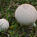 Common Puffballs (Lycoperdon perlatum)