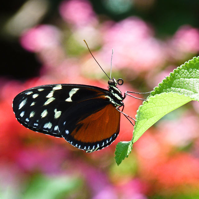 Bokeh paradise