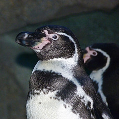 March of the Humboldt Penguins