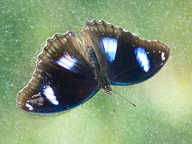 Common Eggfly, Hypolimnas bolina