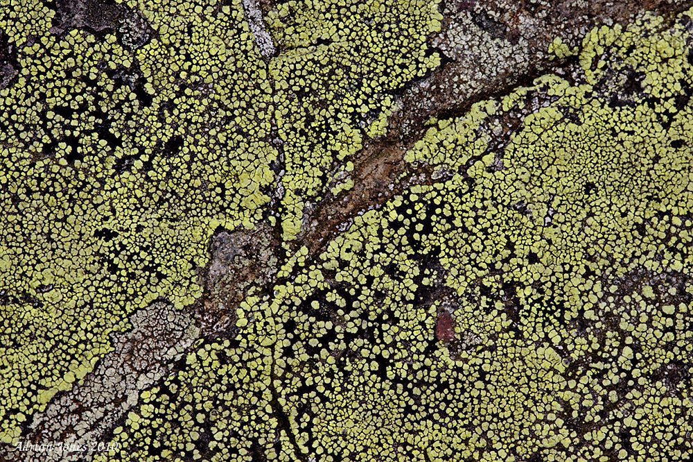 Rhizocarpon geographicum