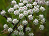 White Angelica