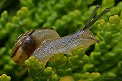 snail_003