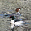 Common Merganser pair