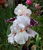 Neige de mai