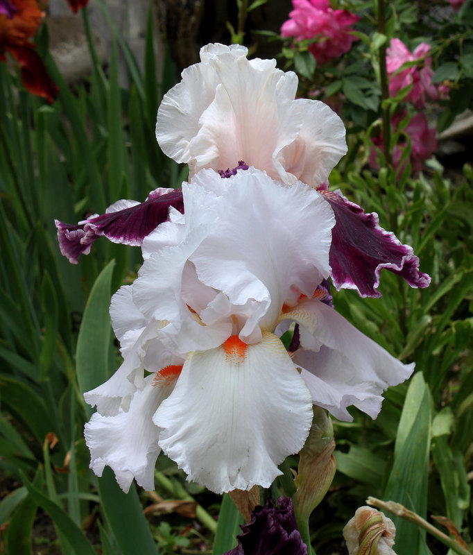 Neige de mai