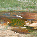 Hot Spring, Yellowstone National Park