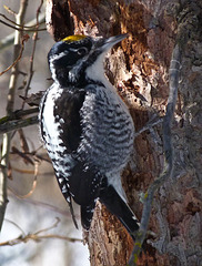 Three-toed Woodpecker - from the archives