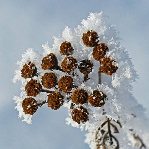 ipernity: Common Tansy in winter - by Anne Elliott