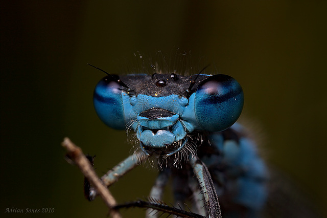 damselfly_001