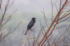 20071012-0223 Little cormorant