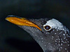 Gentoo Penguin - Near Threatened