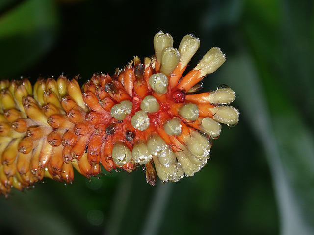 Floral explosion