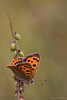 Small Copper Butterfly