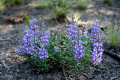 Lupine