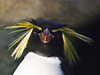Rockhopper Penguin / Eudyptes chrysocome