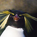 Rockhopper Penguin / Eudyptes chrysocome