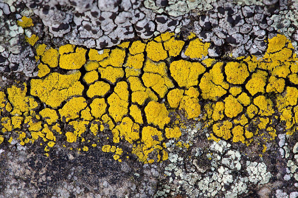lichen_004