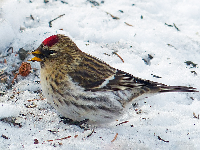 Common Redpoll